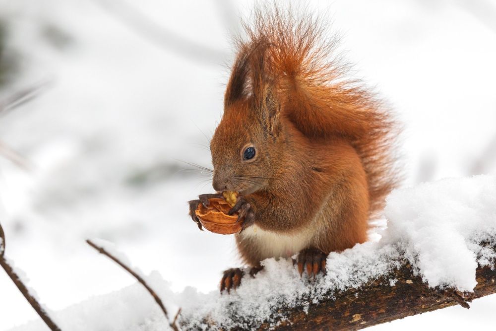 How We Used to Predict the Upcoming Winter with Squirrels, Onions, and